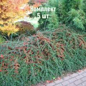 Комплект 5шт / Кизильник горизонтальный Коралл Бьюти