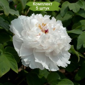 Комплект 5шт / Пион древовидный Fragrant Jade - Б